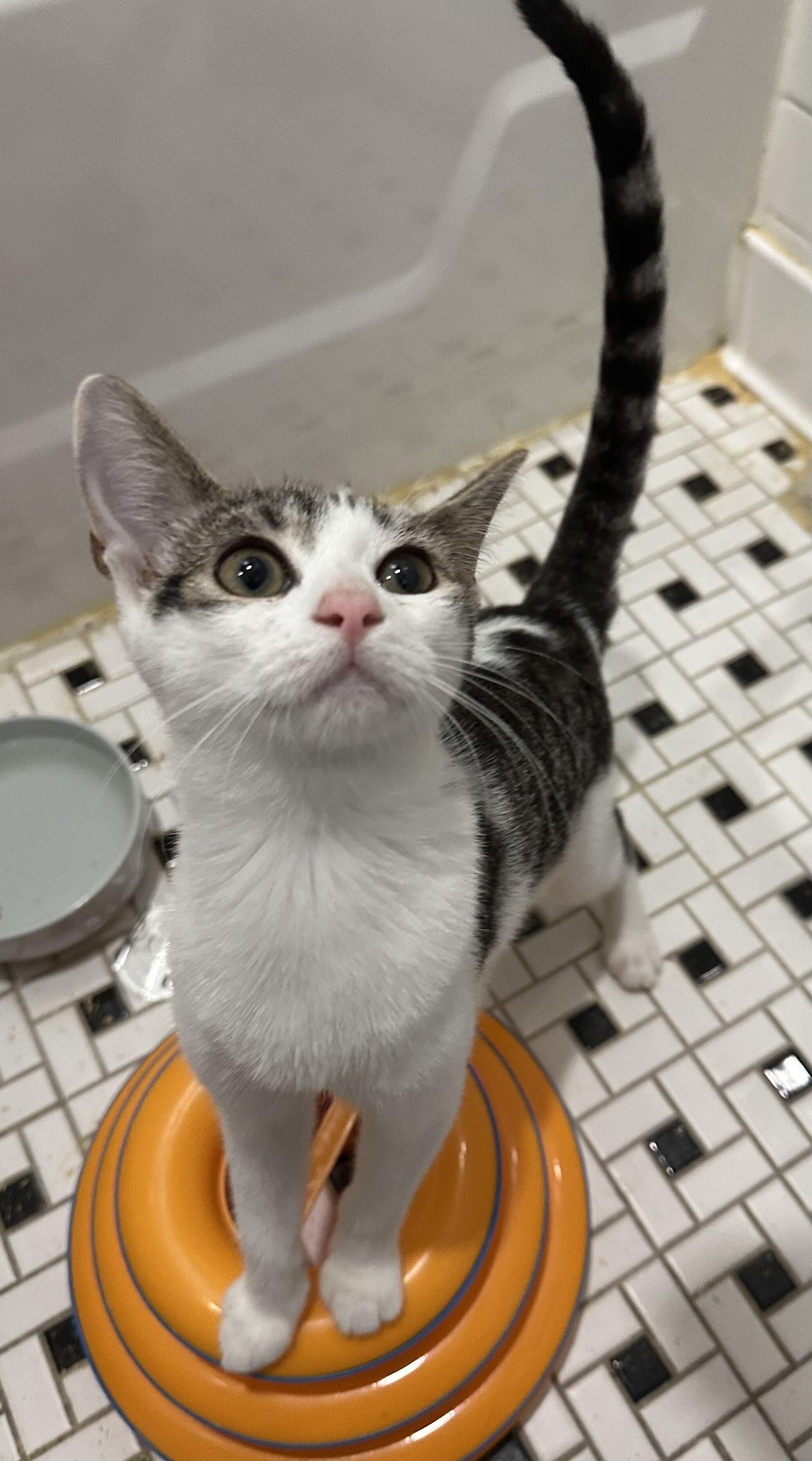 Enlarge Satchel, a Adoptable Domestic Short Hair in Long Island City, NY image 1/4