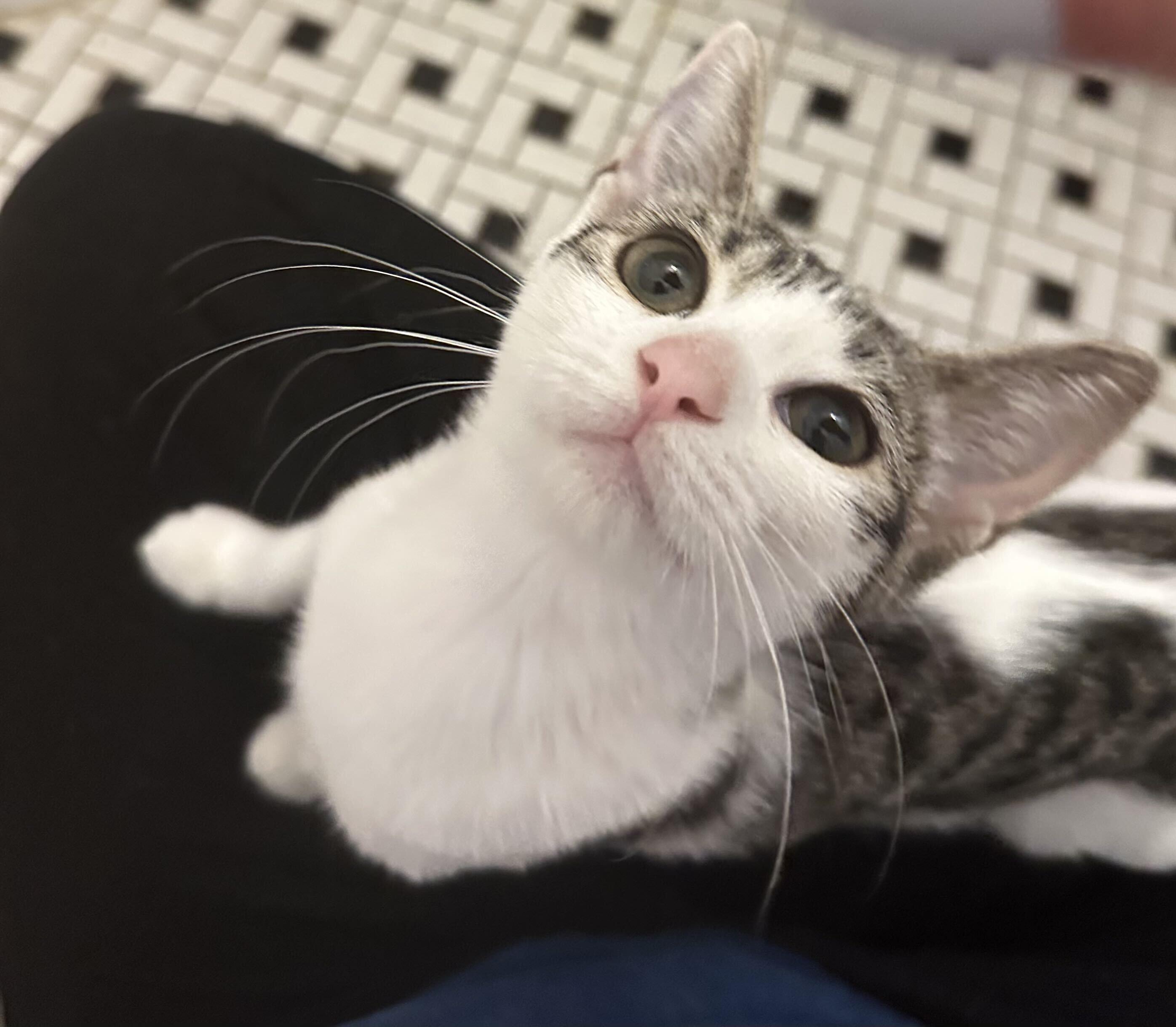 Enlarge Satchel, a Adoptable Domestic Short Hair in Long Island City, NY image 2/4