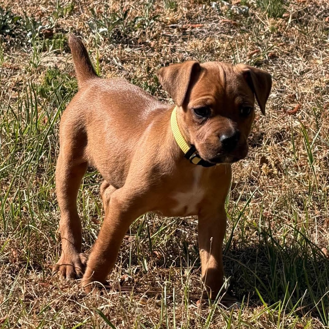 Enlarge Lilly Belle, a ADOPTABLE mixed breed in Aberdeen, NC image 1/1