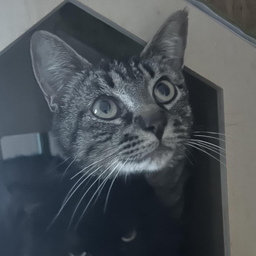 Sherni, Adoptable, Young Female Domestic Short Hair.
