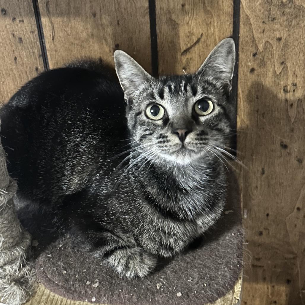 Enlarge Sherni, a Adoptable Domestic Short Hair in Veneta, OR image 2/2