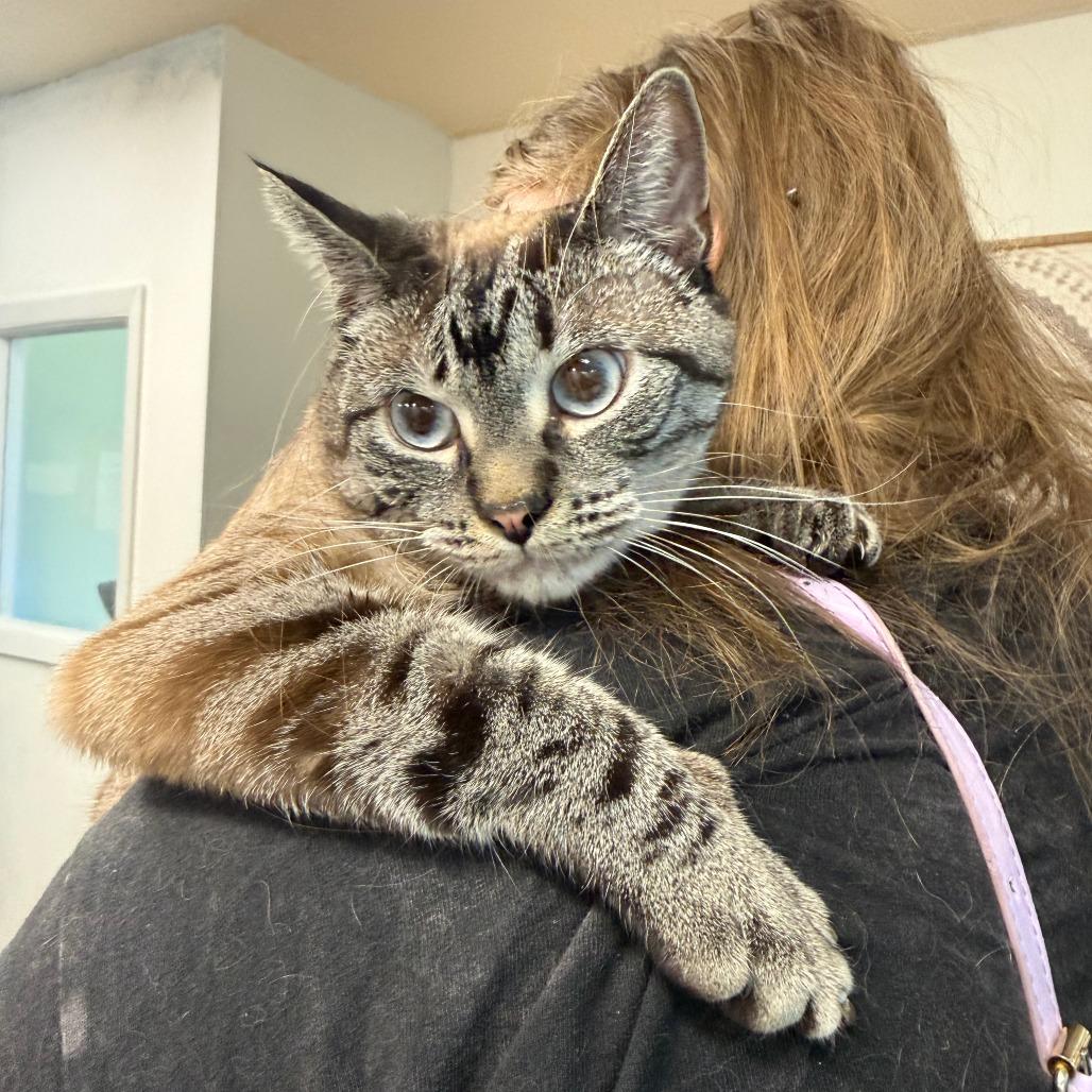 Enlarge Molly, a Adoptable Siamese in Grand Junction, CO image 1/2