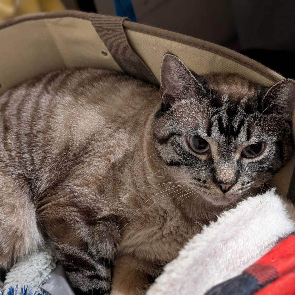 Enlarge Molly, a Adoptable Siamese in Grand Junction, CO image 2/2