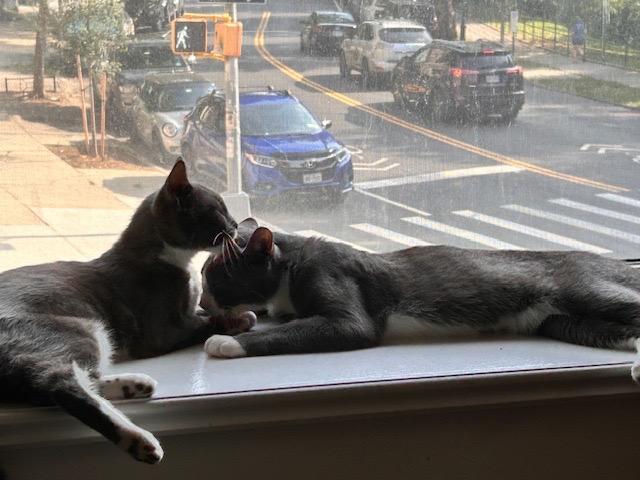 Enlarge Magnus (and Malee), a Adoptable mixed breed in New York, NY image 3/6