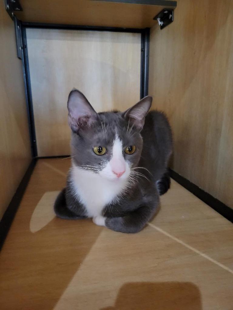 Magnus (and Malee), Adoptable, Young Male Domestic Short Hair.