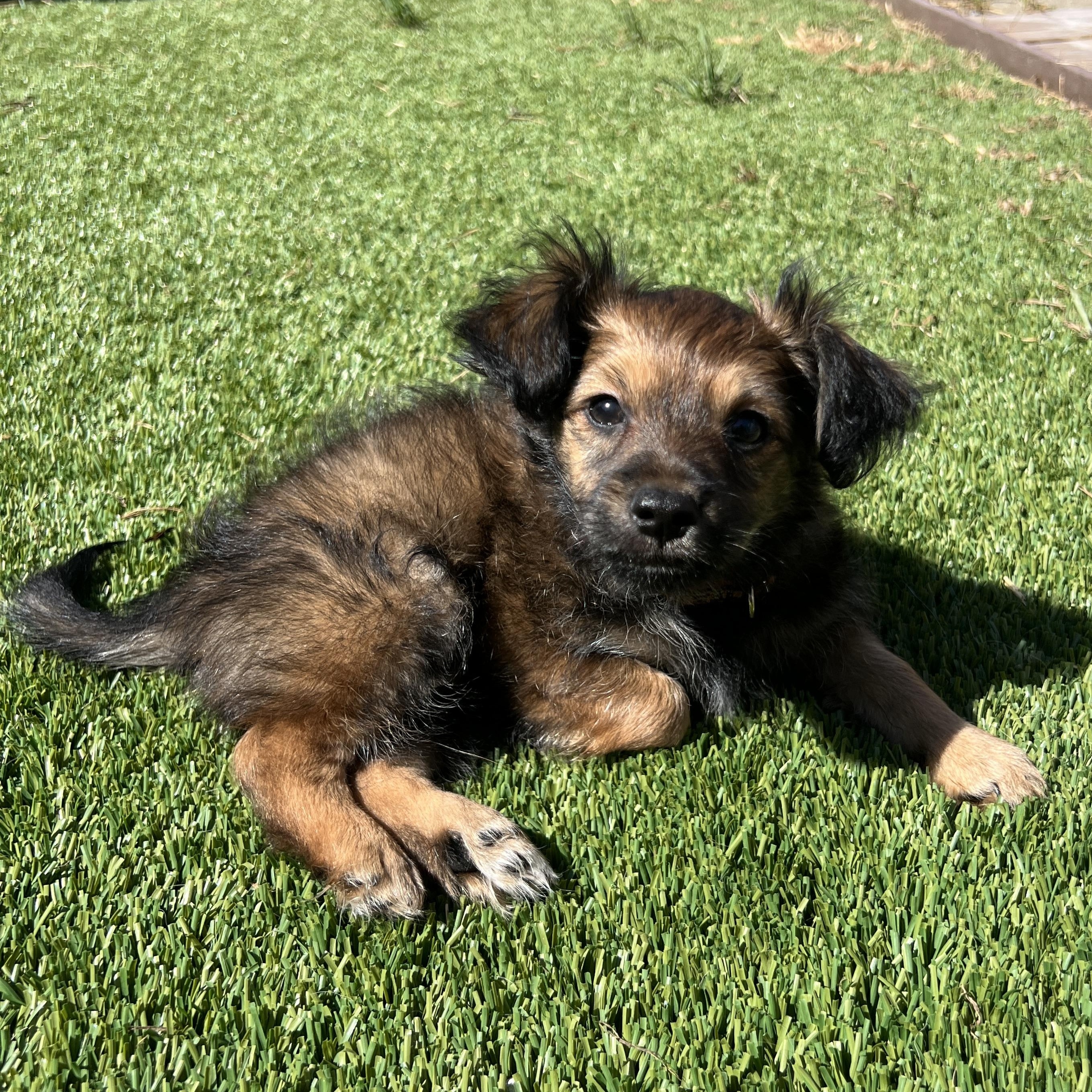 Enlarge Mochi, an adopted mixed breed in San Francisco, CA image 4/5