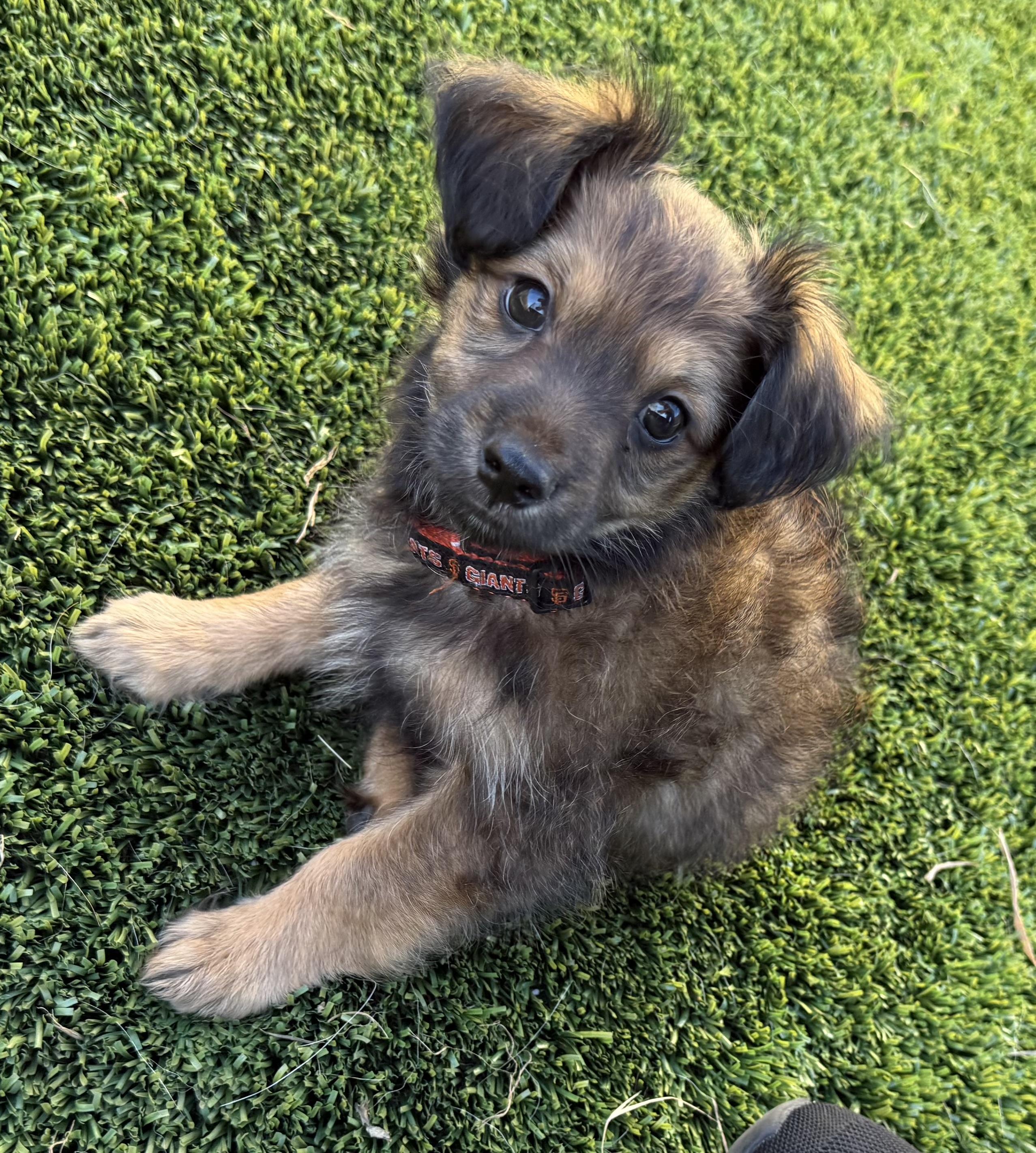 Enlarge Mochi, an adopted mixed breed in San Francisco, CA image 1/5