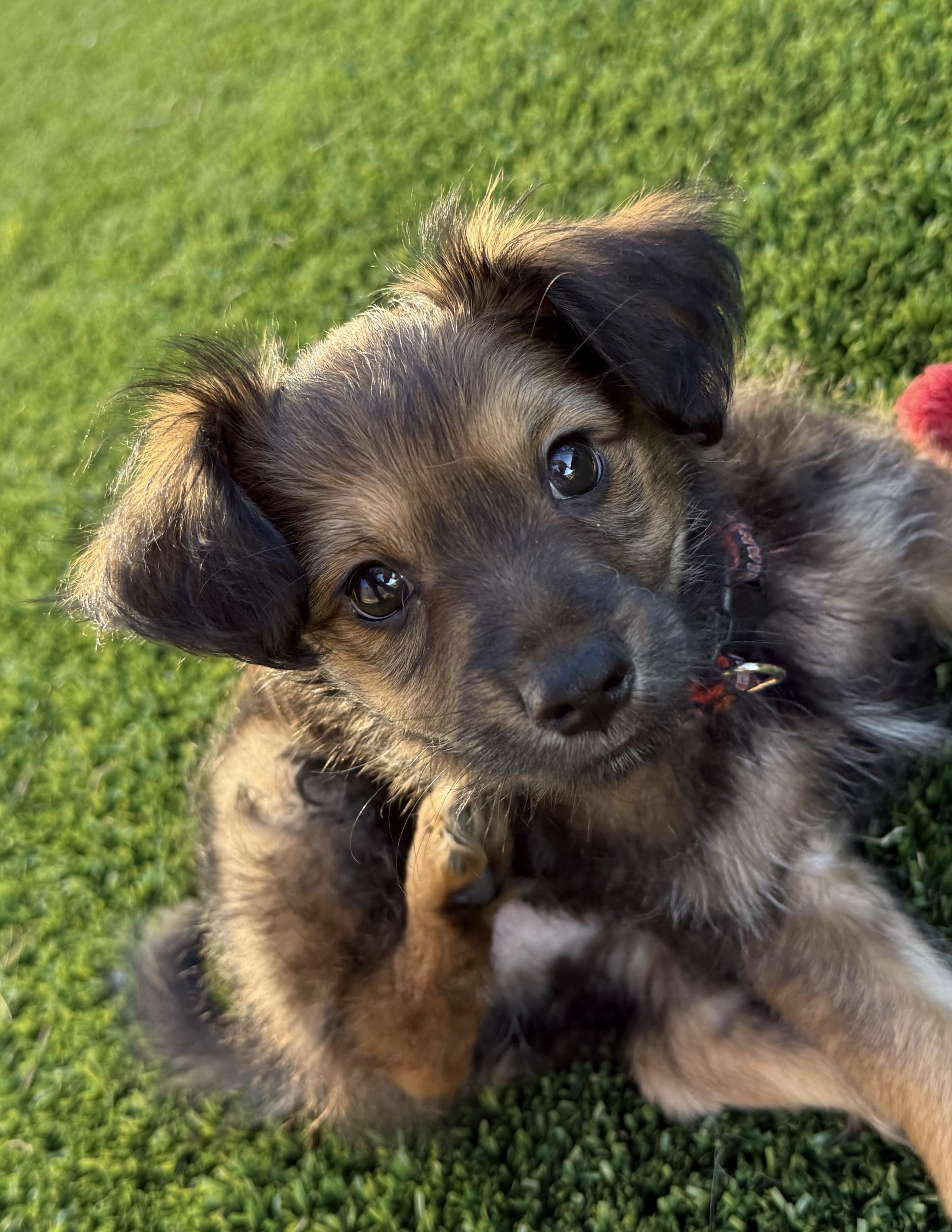 Enlarge Mochi, an adopted mixed breed in San Francisco, CA image 2/5