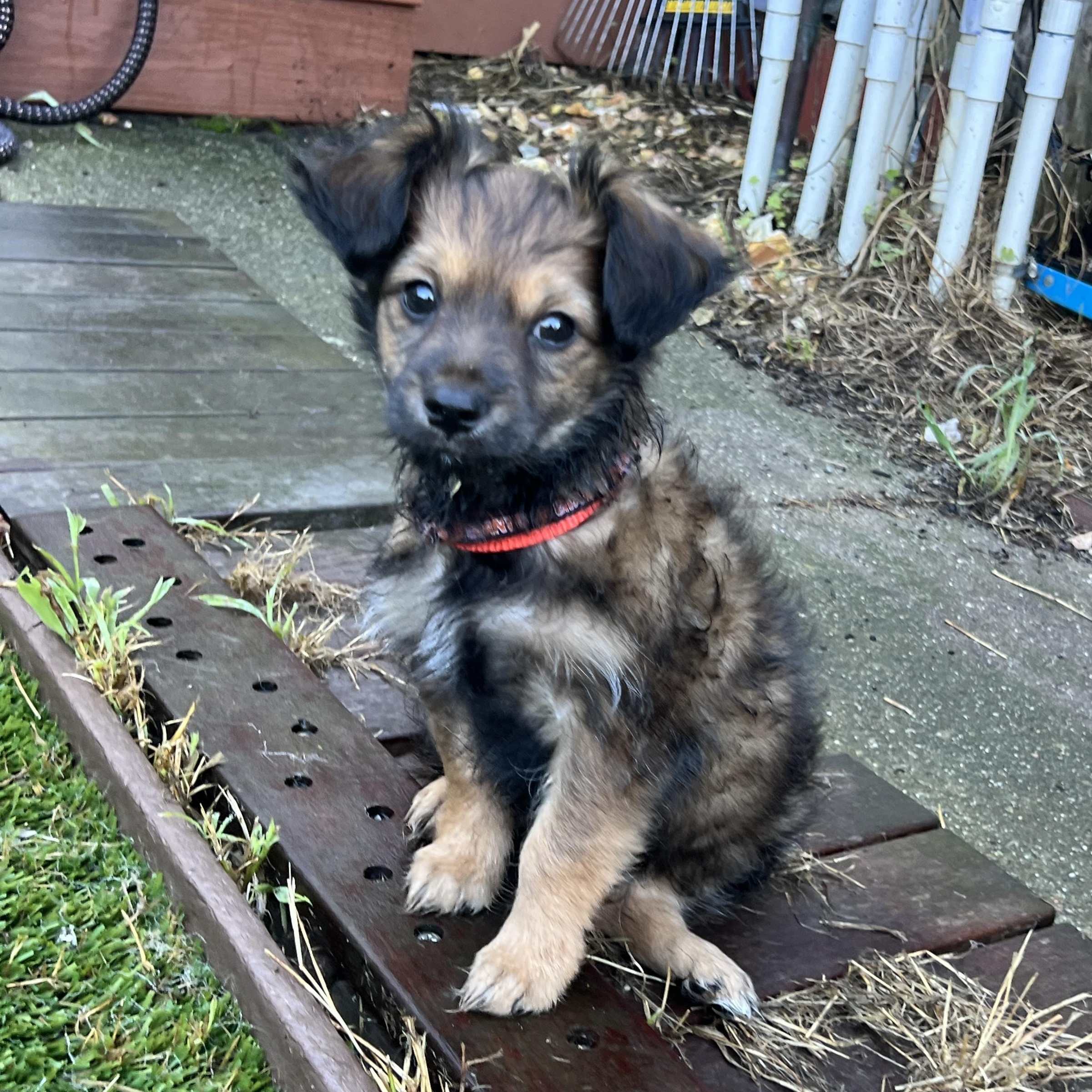 Enlarge Mochi, an adopted mixed breed in San Francisco, CA image 5/5
