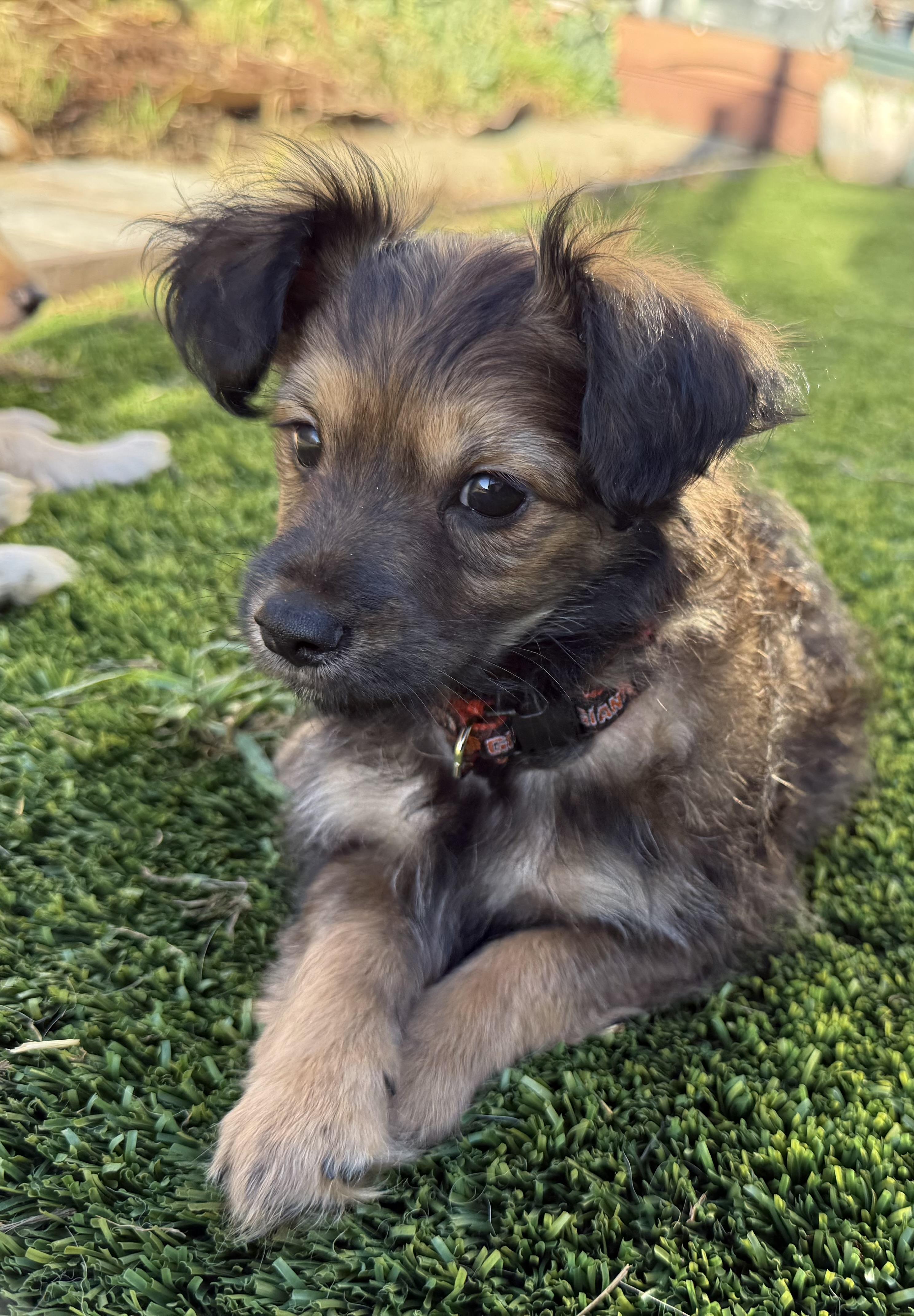 Enlarge Mochi, an adopted mixed breed in San Francisco, CA image 3/5