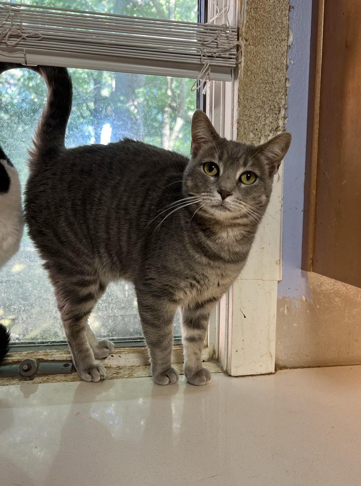 CANNOLI, Adoptable, Young Male Tabby.