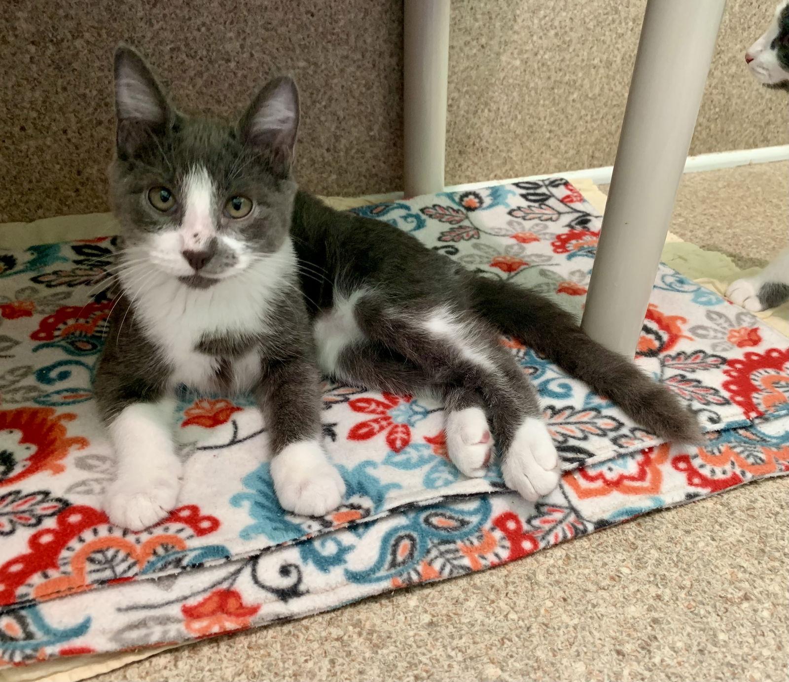 Neo, Adoptable, Young Male Domestic Short Hair.