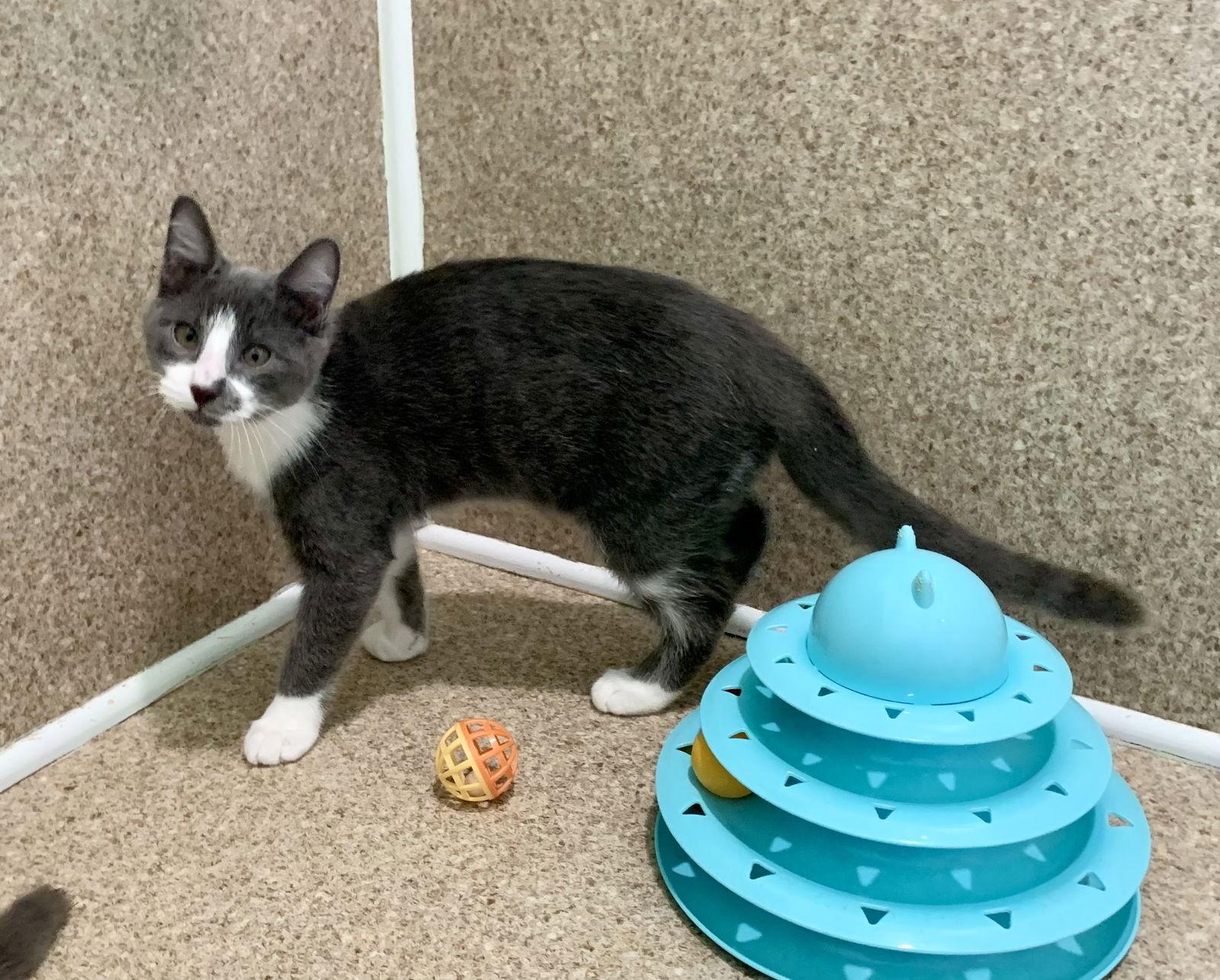 Enlarge Neo, a Adoptable Domestic Short Hair in Mc Cormick, SC image 3/3