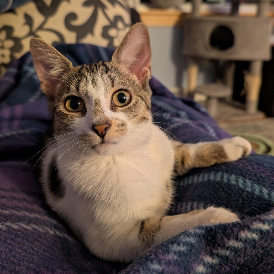Enlarge Veruca, a Adoptable mixed breed in East Amherst, NY image 2/6