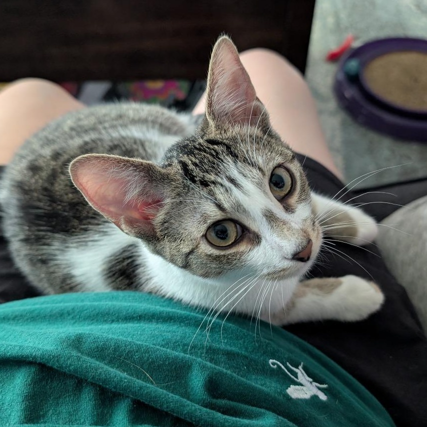 Enlarge Veruca, a Adoptable mixed breed in East Amherst, NY image 3/6