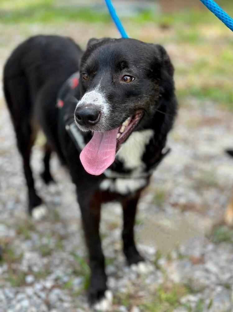 Sadie, Adoptable, Adult Female Border Collie & Retriever.