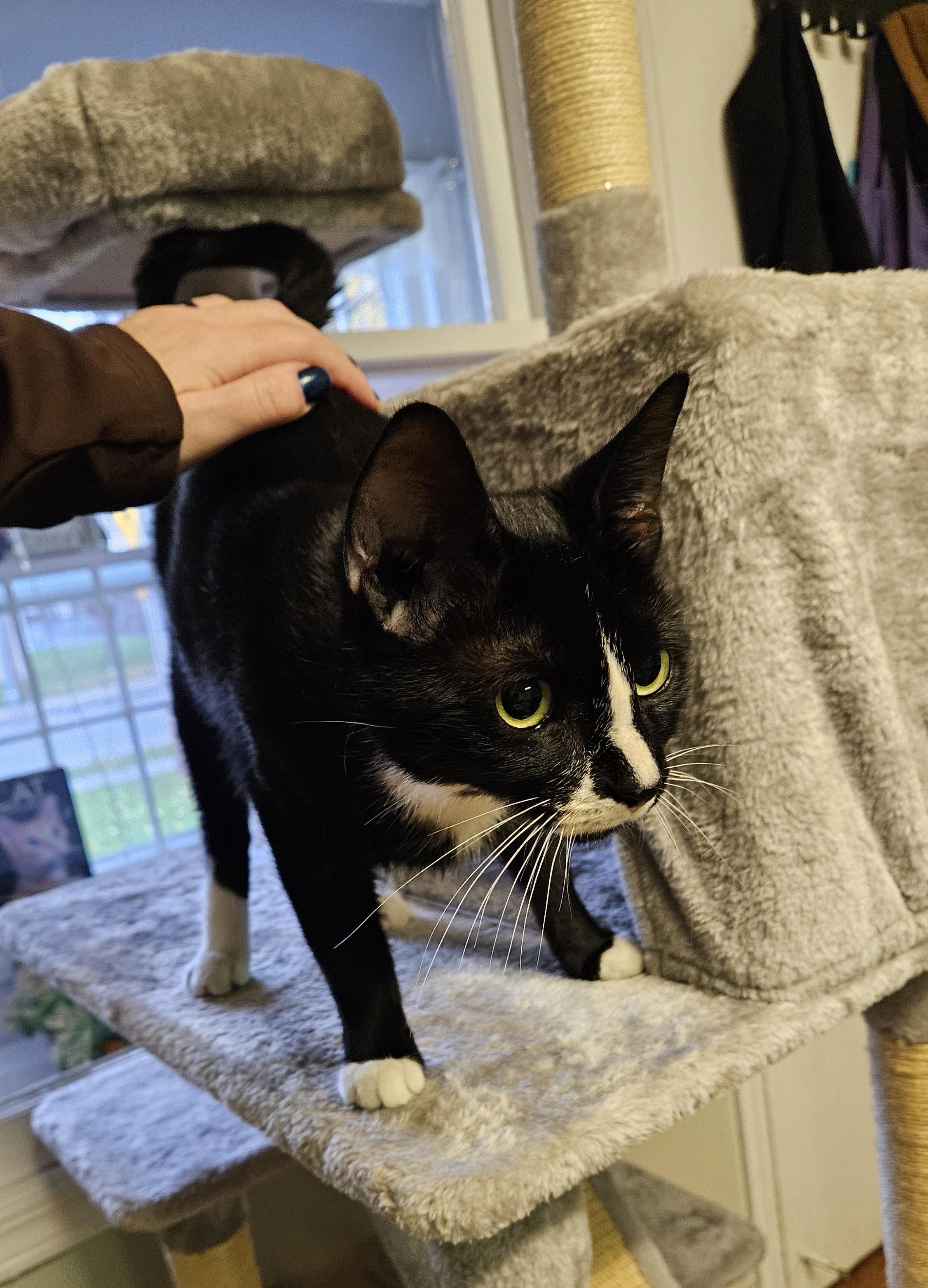 Enlarge Sugarbee, an adoptable Domestic Short Hair in Brockport, NY image 6/6