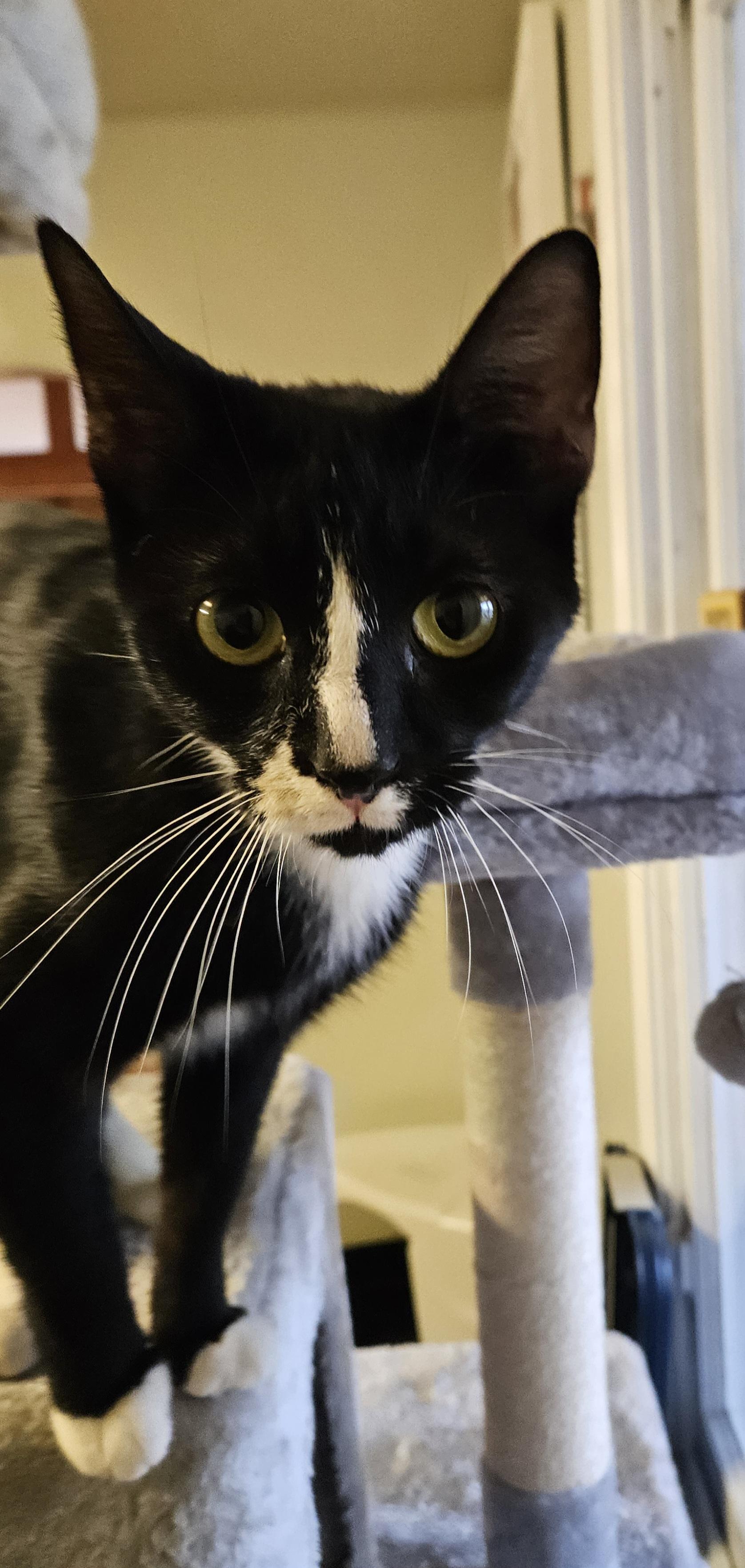 Enlarge Sugarbee, an adoptable Domestic Short Hair in Brockport, NY image 4/6