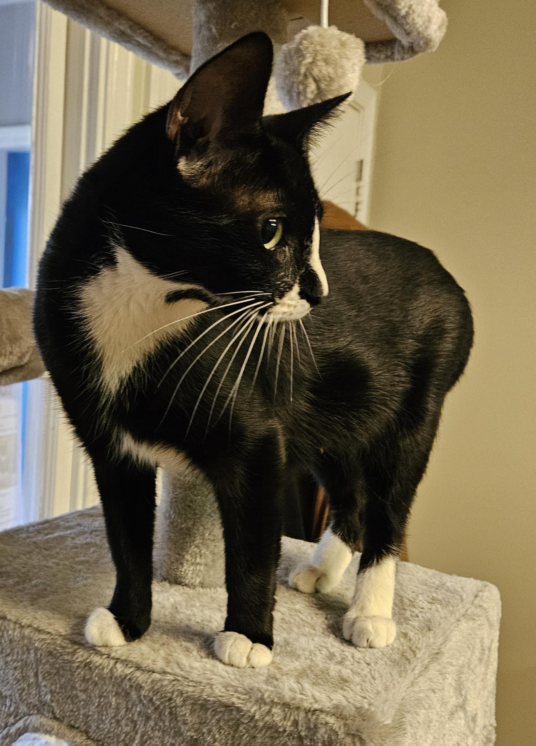 Enlarge Sugarbee, an adoptable Domestic Short Hair in Brockport, NY image 2/6