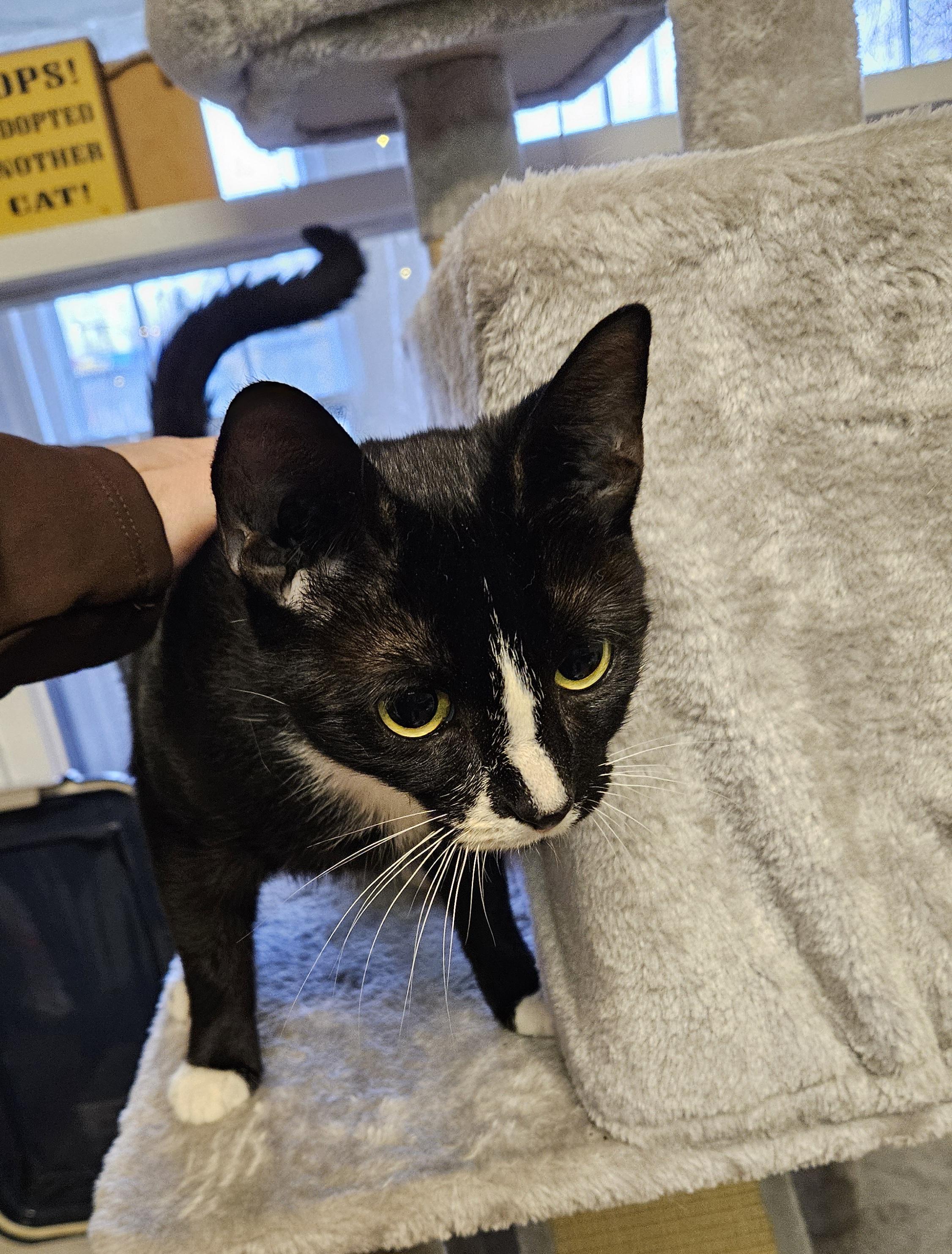 Enlarge Sugarbee, an adoptable Domestic Short Hair in Brockport, NY image 3/6