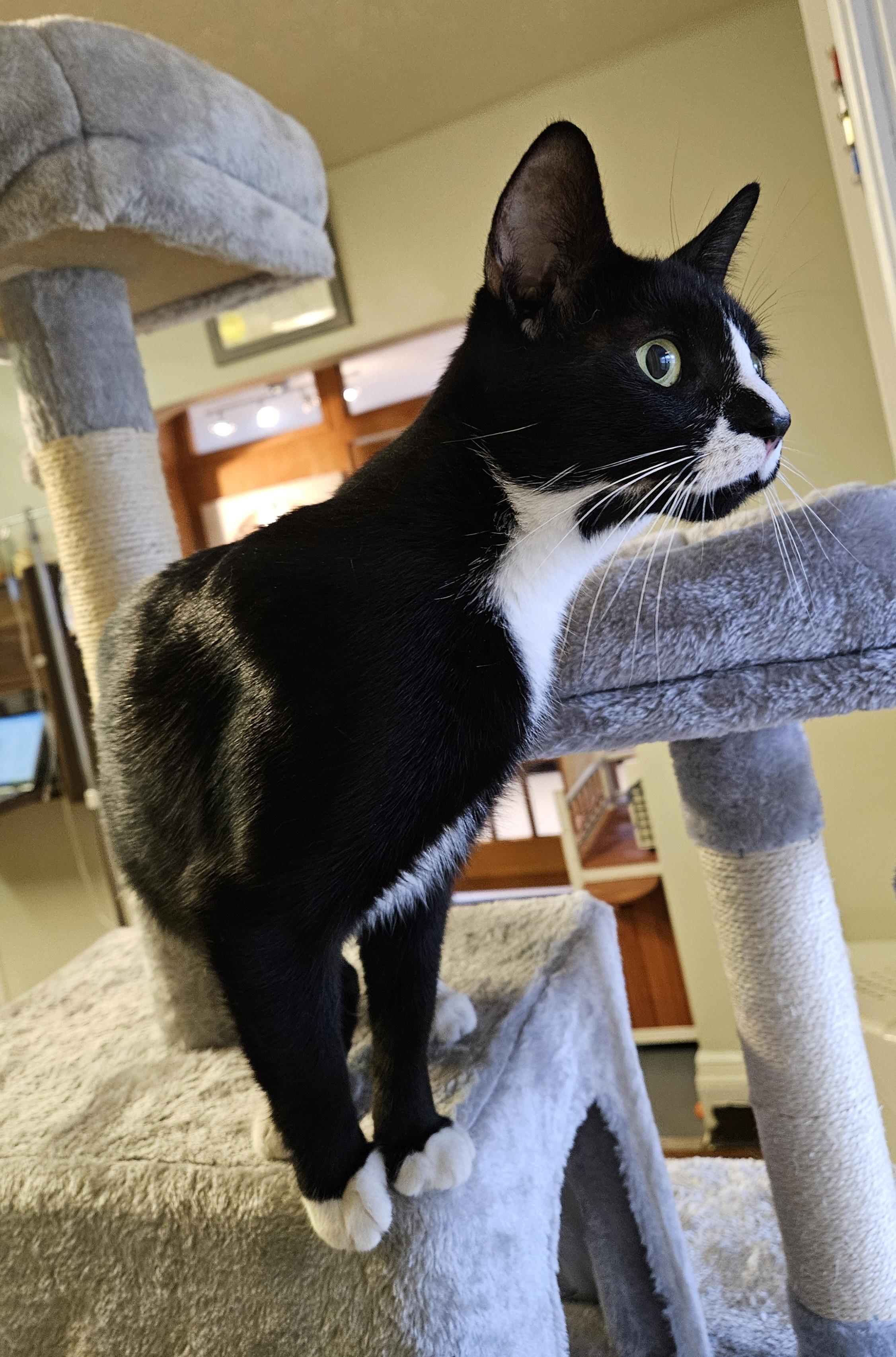 Sugarbee, adoptable, Adult Female Domestic Short Hair.