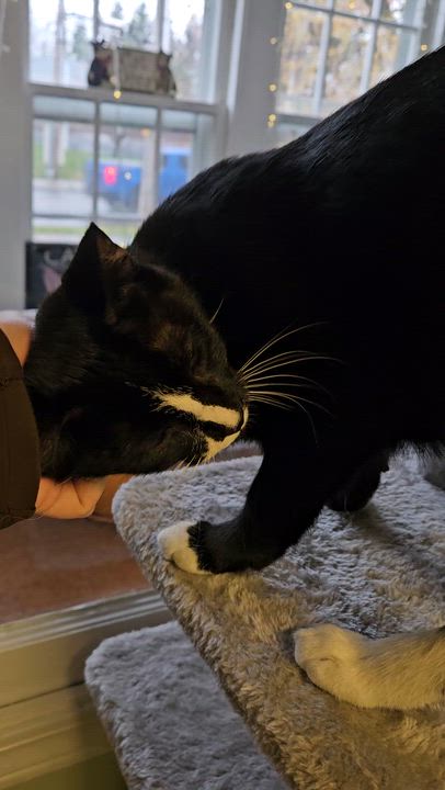 Enlarge Sugarbee, an adoptable Domestic Short Hair in Brockport, NY video 5/6