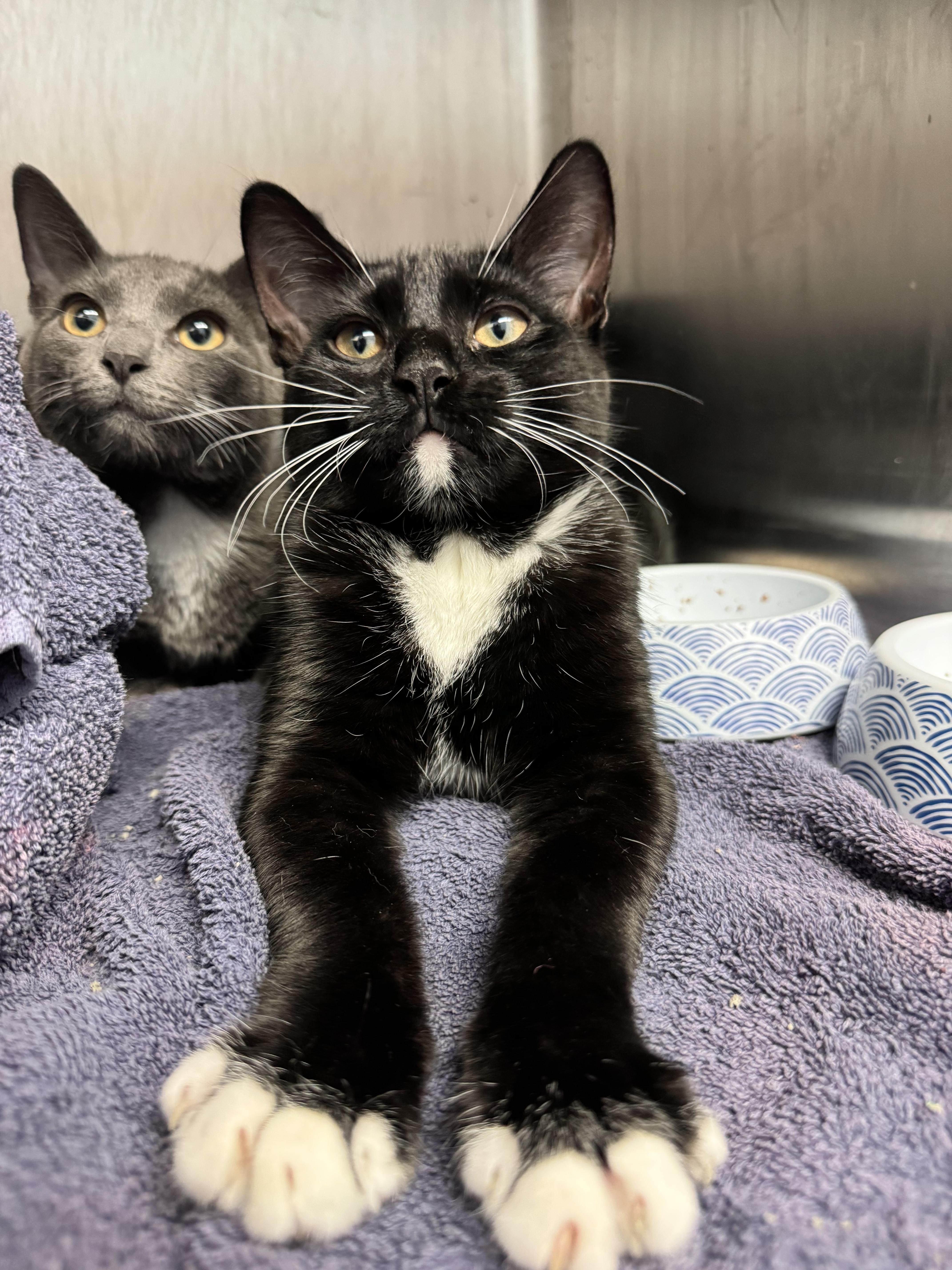 Enlarge Bean, a Adopted Domestic Short Hair in Grand Rapids, MI image 1/2