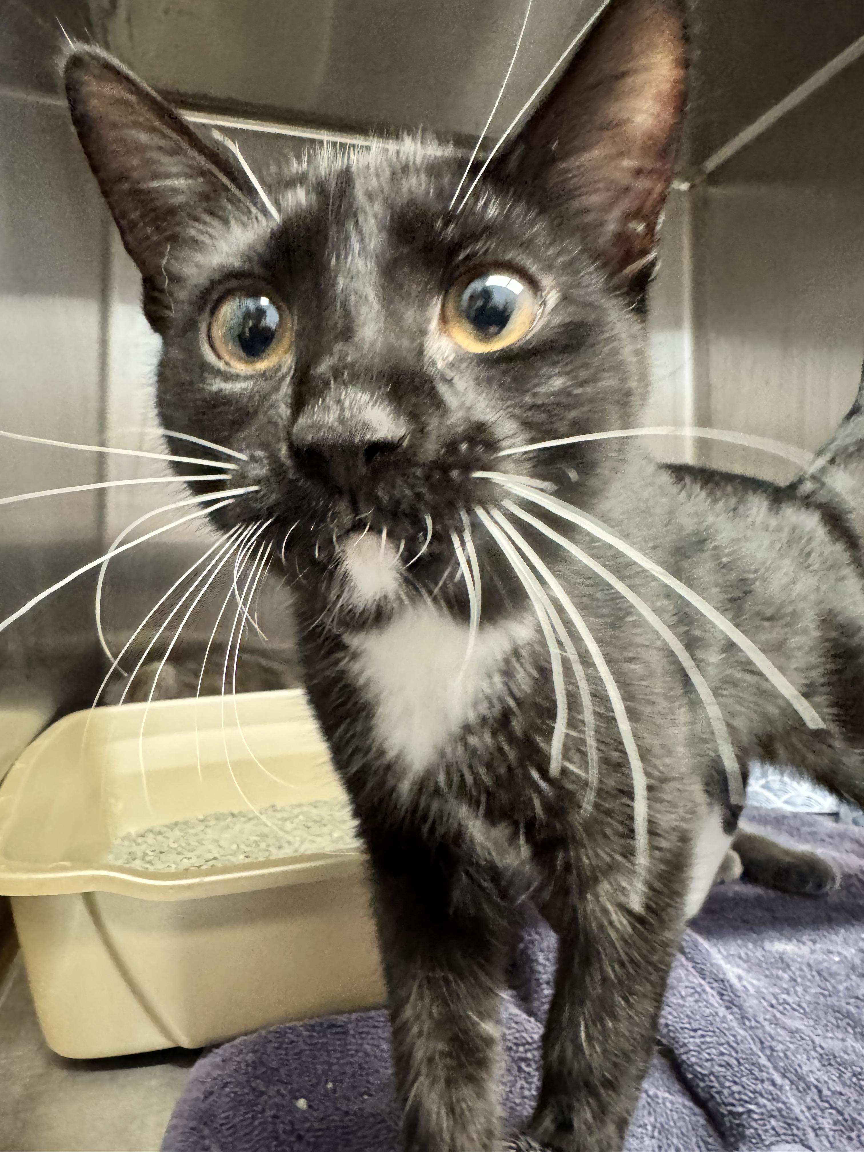 Enlarge Bean, a Adopted Domestic Short Hair in Grand Rapids, MI image 2/2