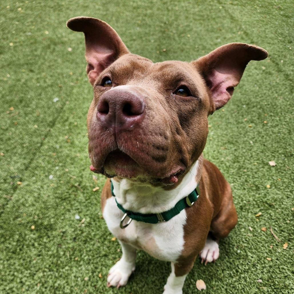 Enlarge Lady, a Adoptable Pit Bull Terrier in Greensboro, NC image 1/5