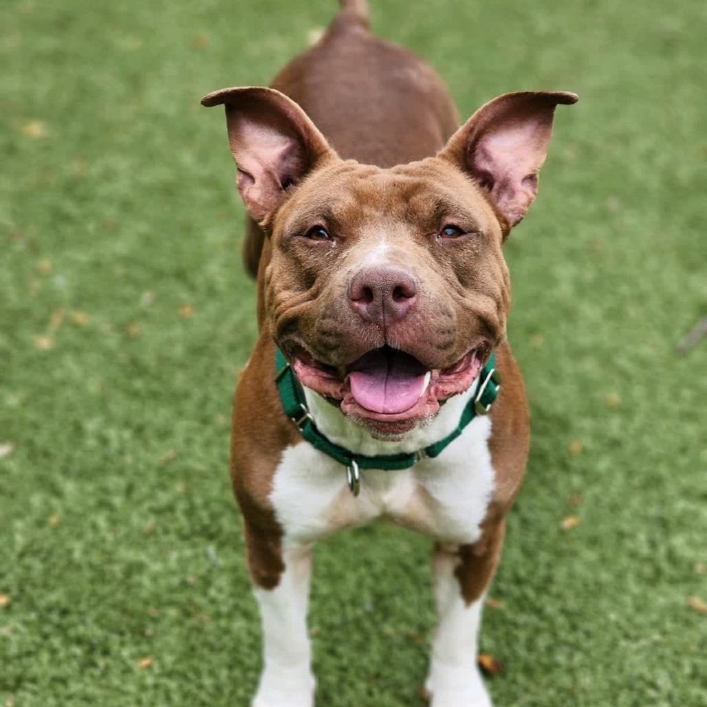 Enlarge Lady, a Adoptable Pit Bull Terrier in Greensboro, NC image 2/5