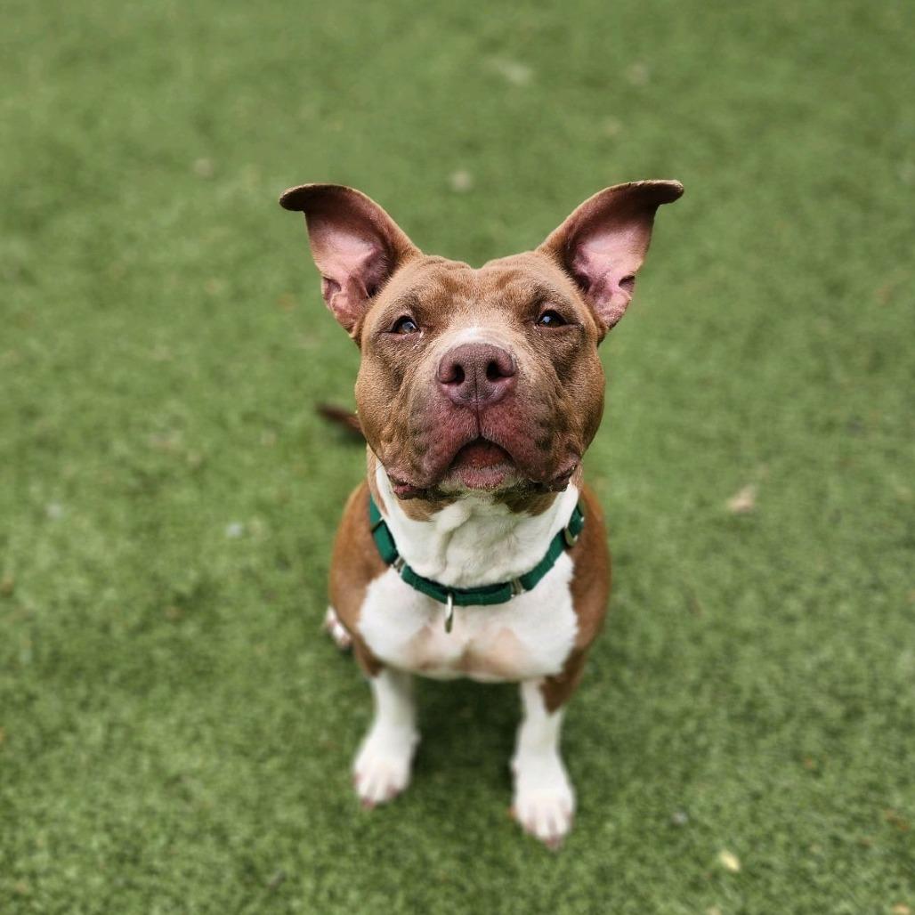 Enlarge Lady, a Adoptable Pit Bull Terrier in Greensboro, NC image 3/5