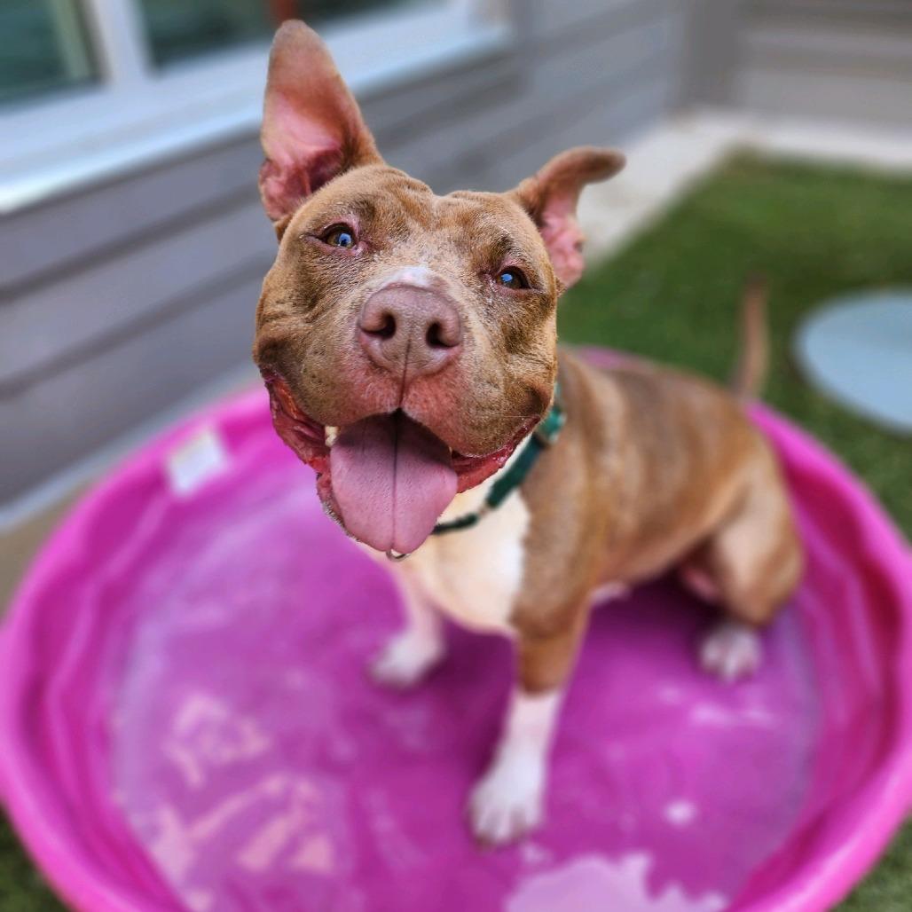Enlarge Lady, a Adoptable Pit Bull Terrier in Greensboro, NC image 4/5