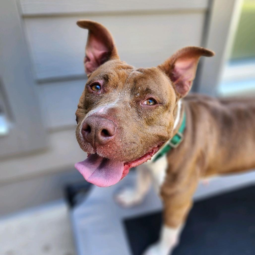 Enlarge Lady, a Adoptable Pit Bull Terrier in Greensboro, NC image 5/5