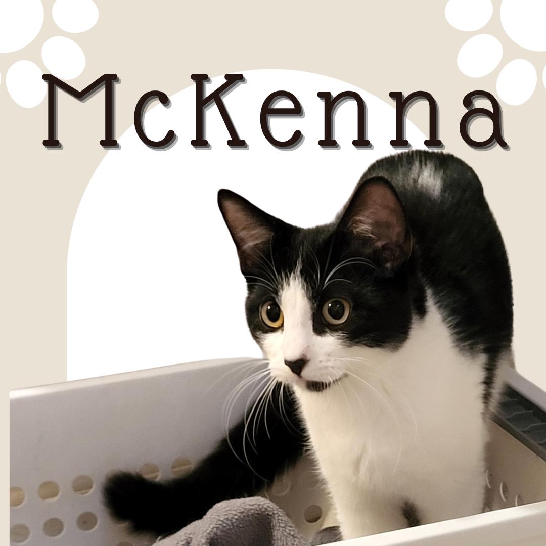 Enlarge McKenna, a Adoptable Domestic Short Hair in Tucson, AZ image 1/1
