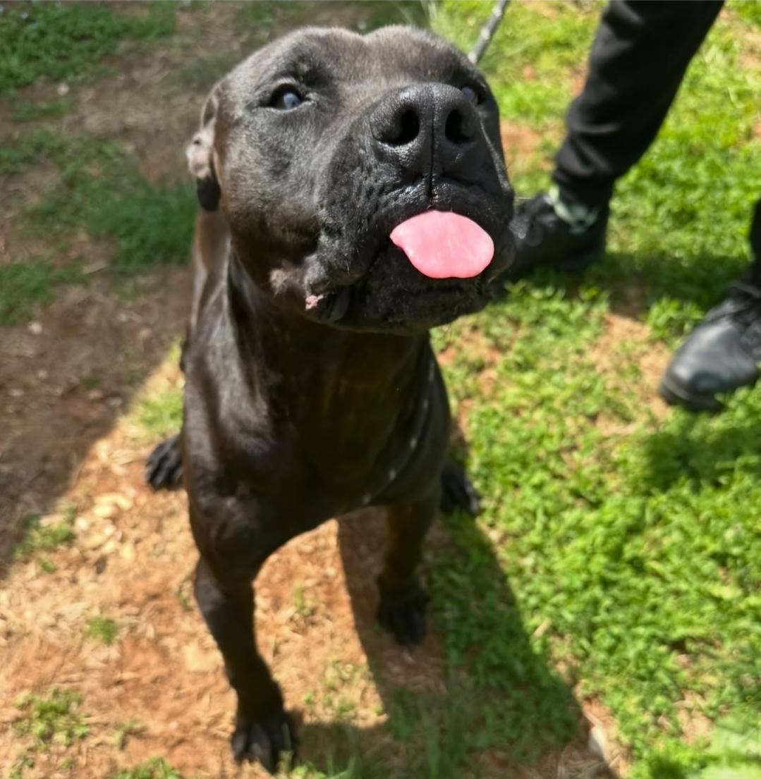 Icon, Adoptable, Adult Male American Staffordshire Terrier.