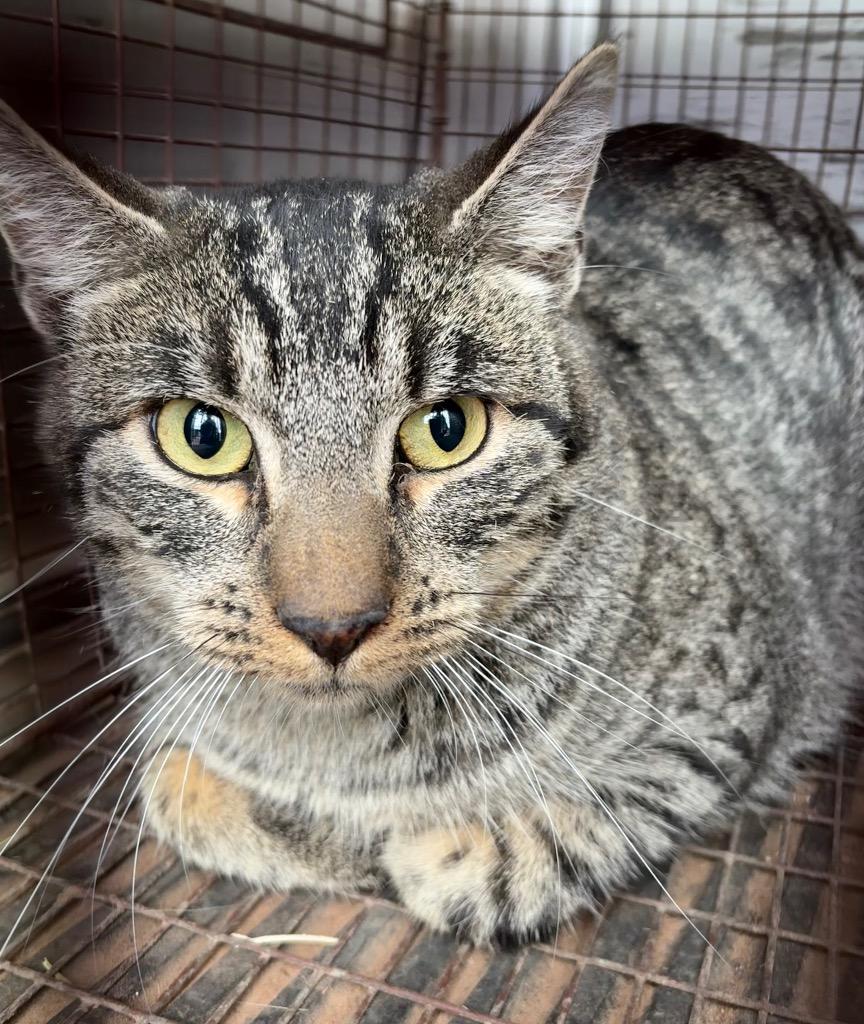 Enlarge Barn Cat Stanley, a Adoptable mixed breed in Gillette, WY image 1/1