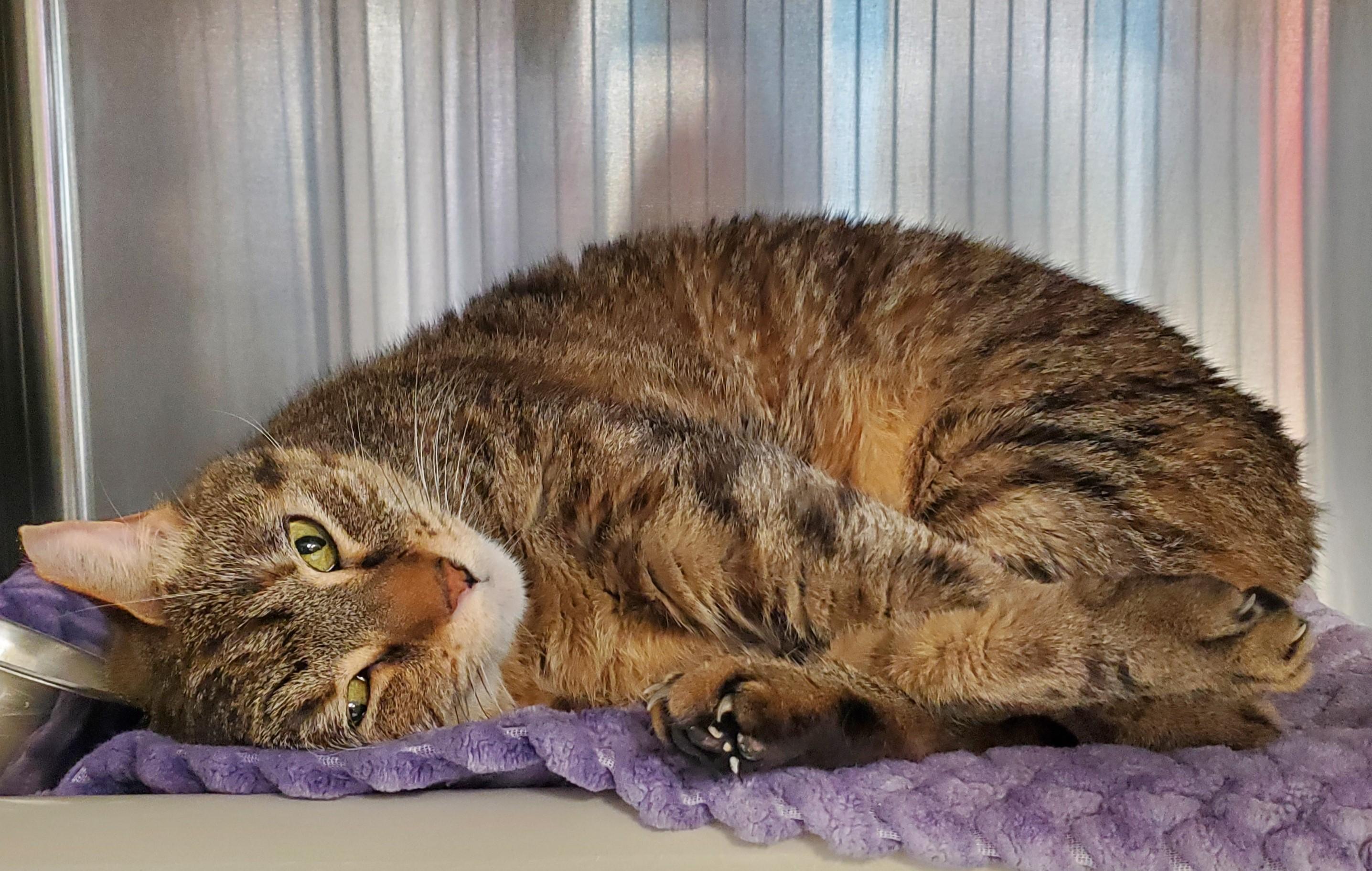 Enlarge Ning-Ning, a ADOPTABLE Domestic Short Hair in Jersey city, NJ image 1/1