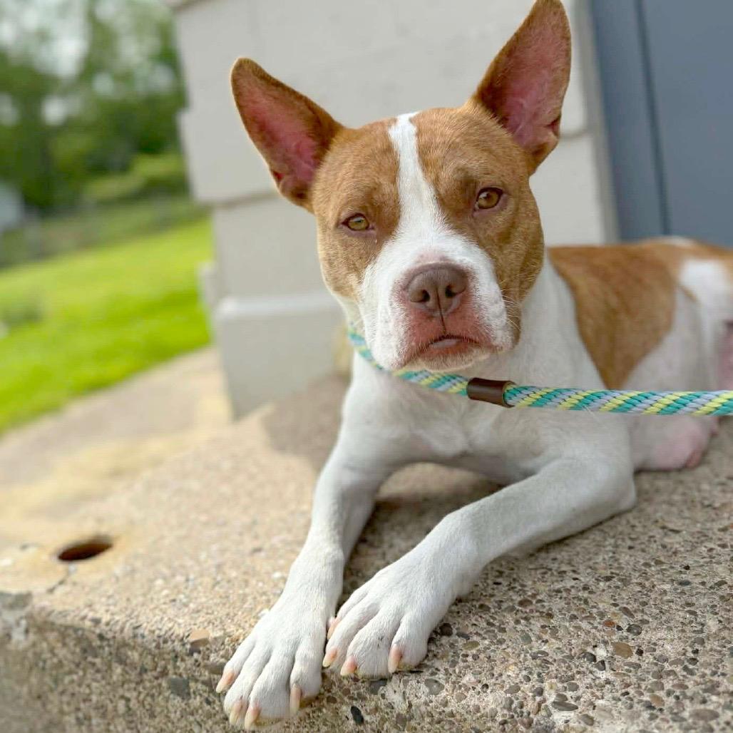 Enlarge Alice, a ADOPTABLE mixed breed in Washington, PA image 4/5