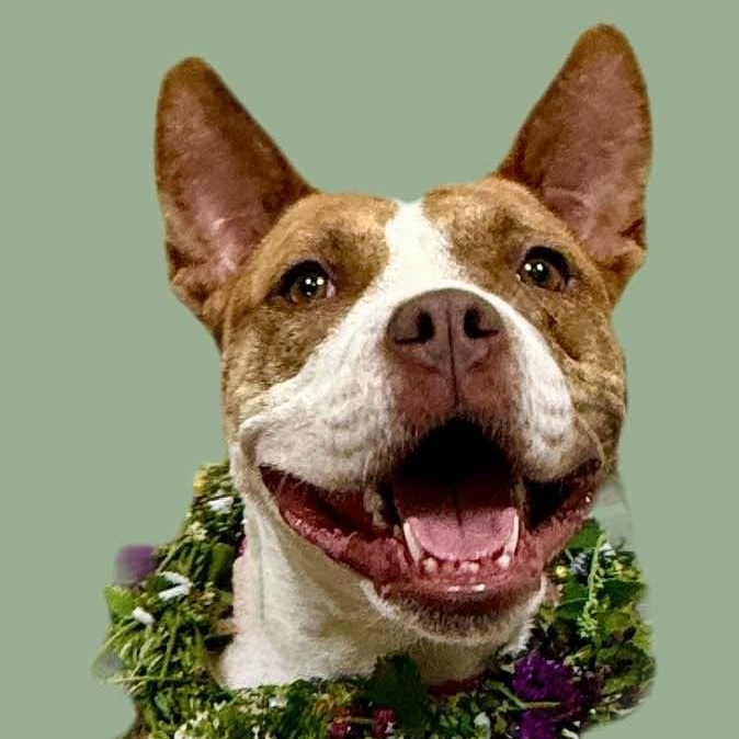 Enlarge Alice, a ADOPTABLE mixed breed in Washington, PA image 2/5