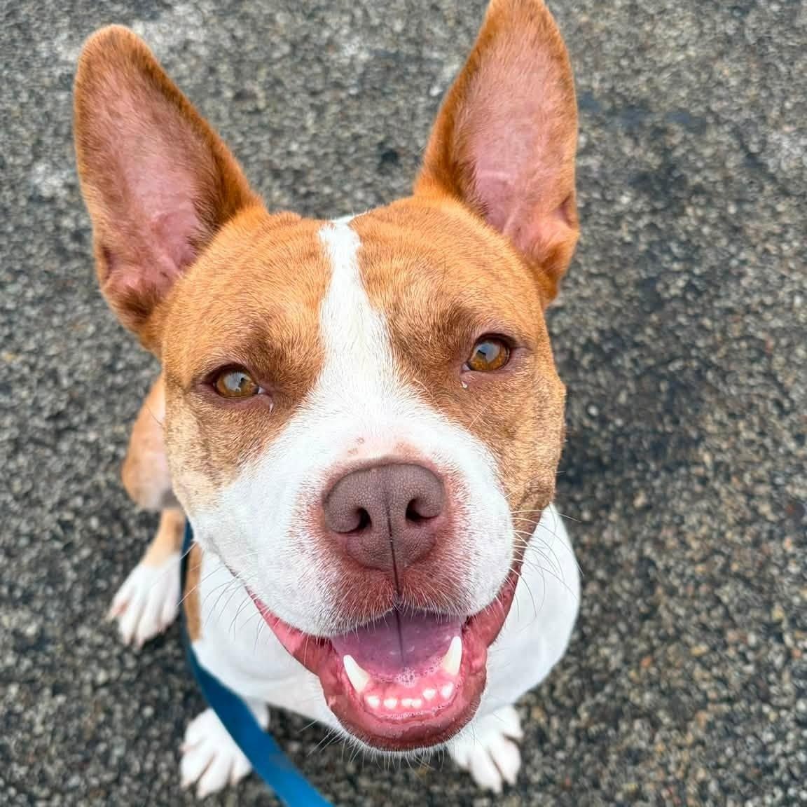 Alice, ADOPTABLE, Adult Female Boxer & American Bully.