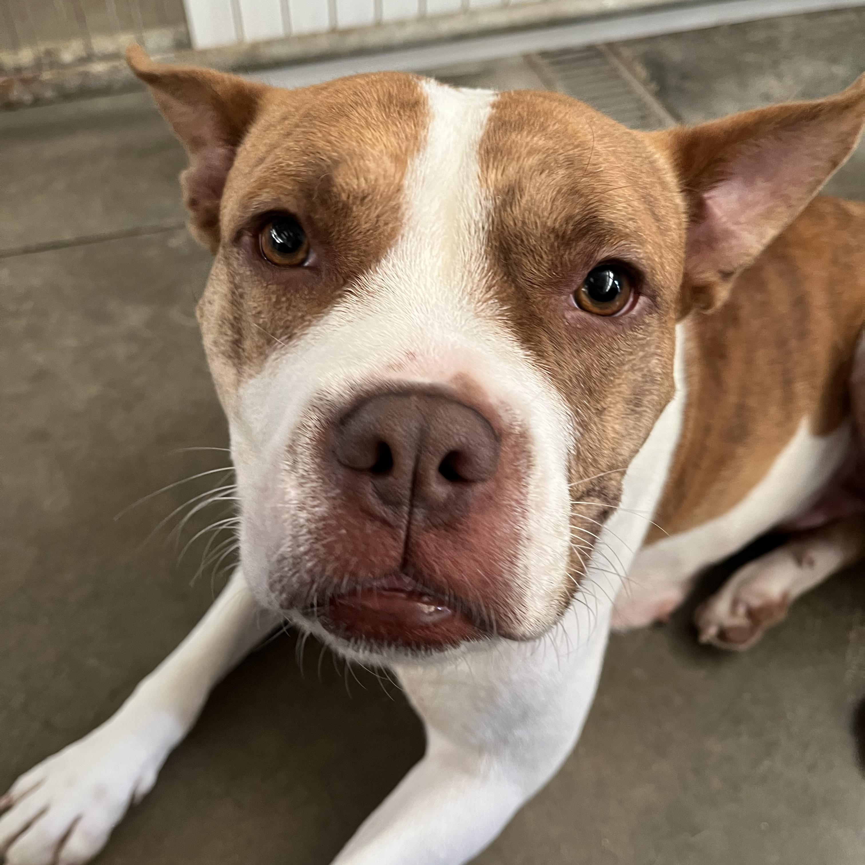 Enlarge Alice, a ADOPTABLE mixed breed in Washington, PA image 5/5