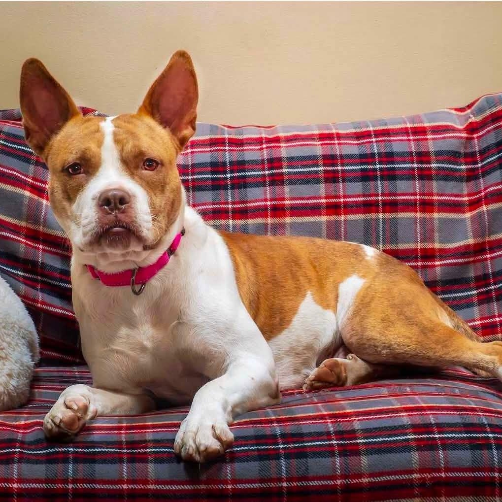 Enlarge Alice, a ADOPTABLE mixed breed in Washington, PA image 3/5