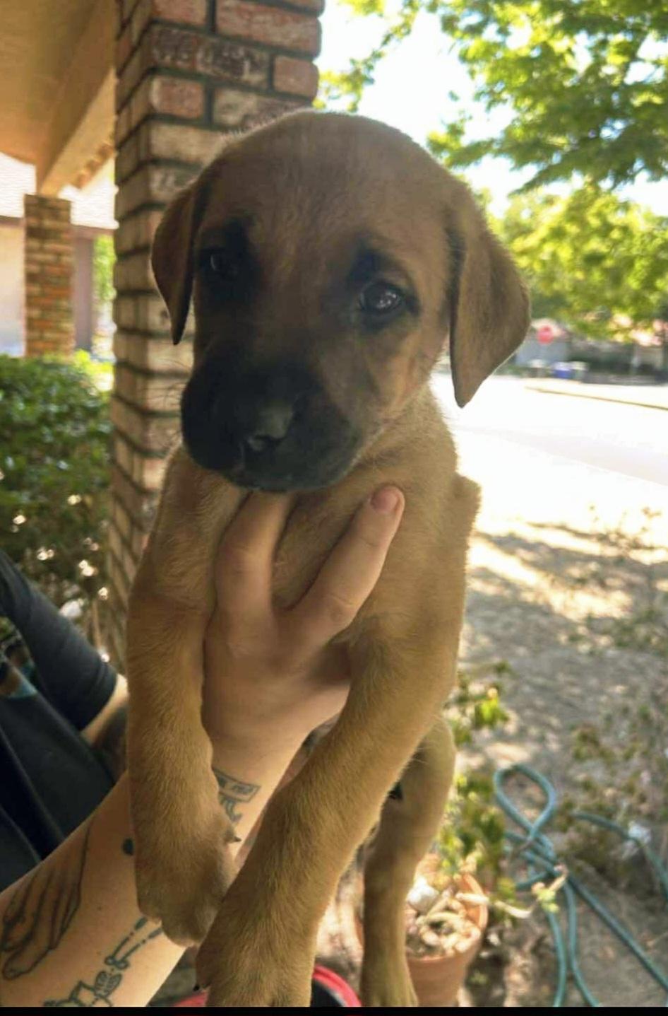 5 labrador mix puppies, a Adopted mixed breed in Stockton, CA image 4/5