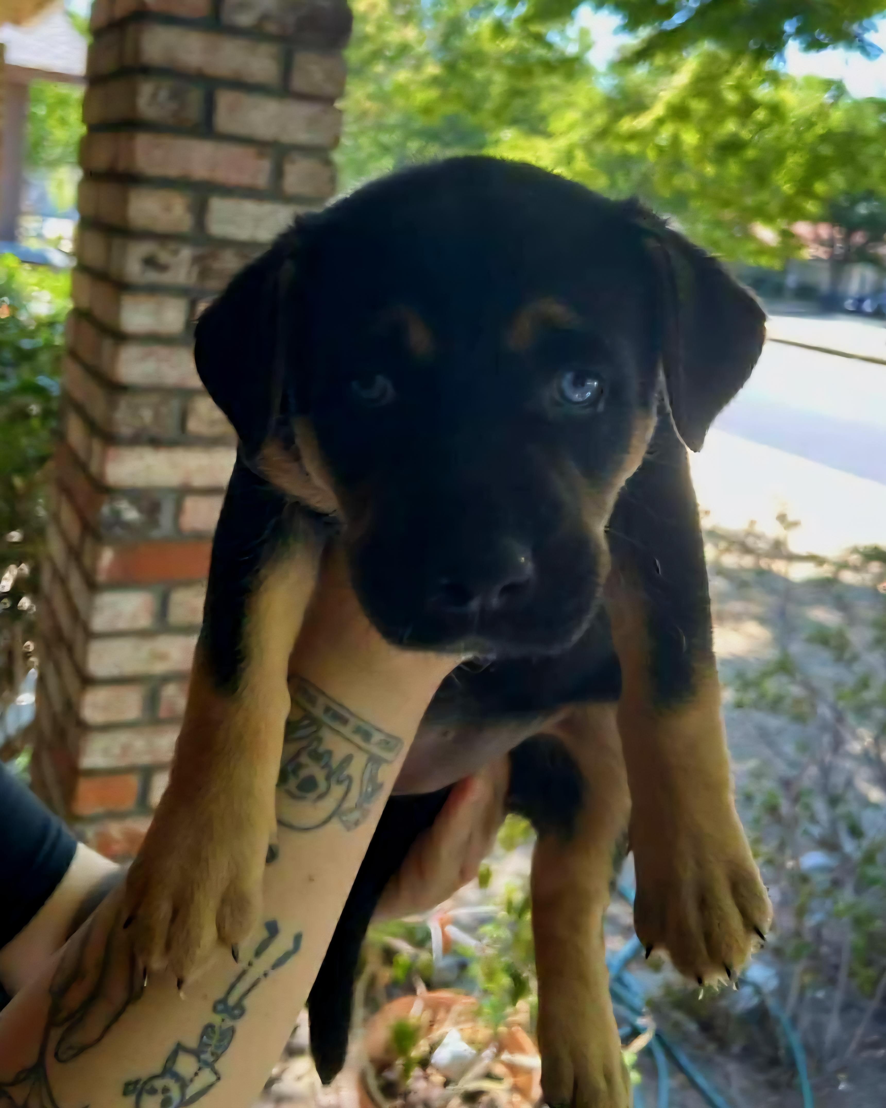 5 labrador mix puppies