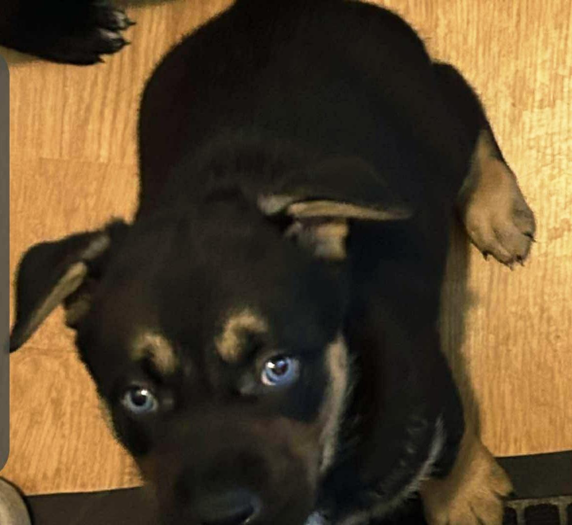 5 labrador mix puppies