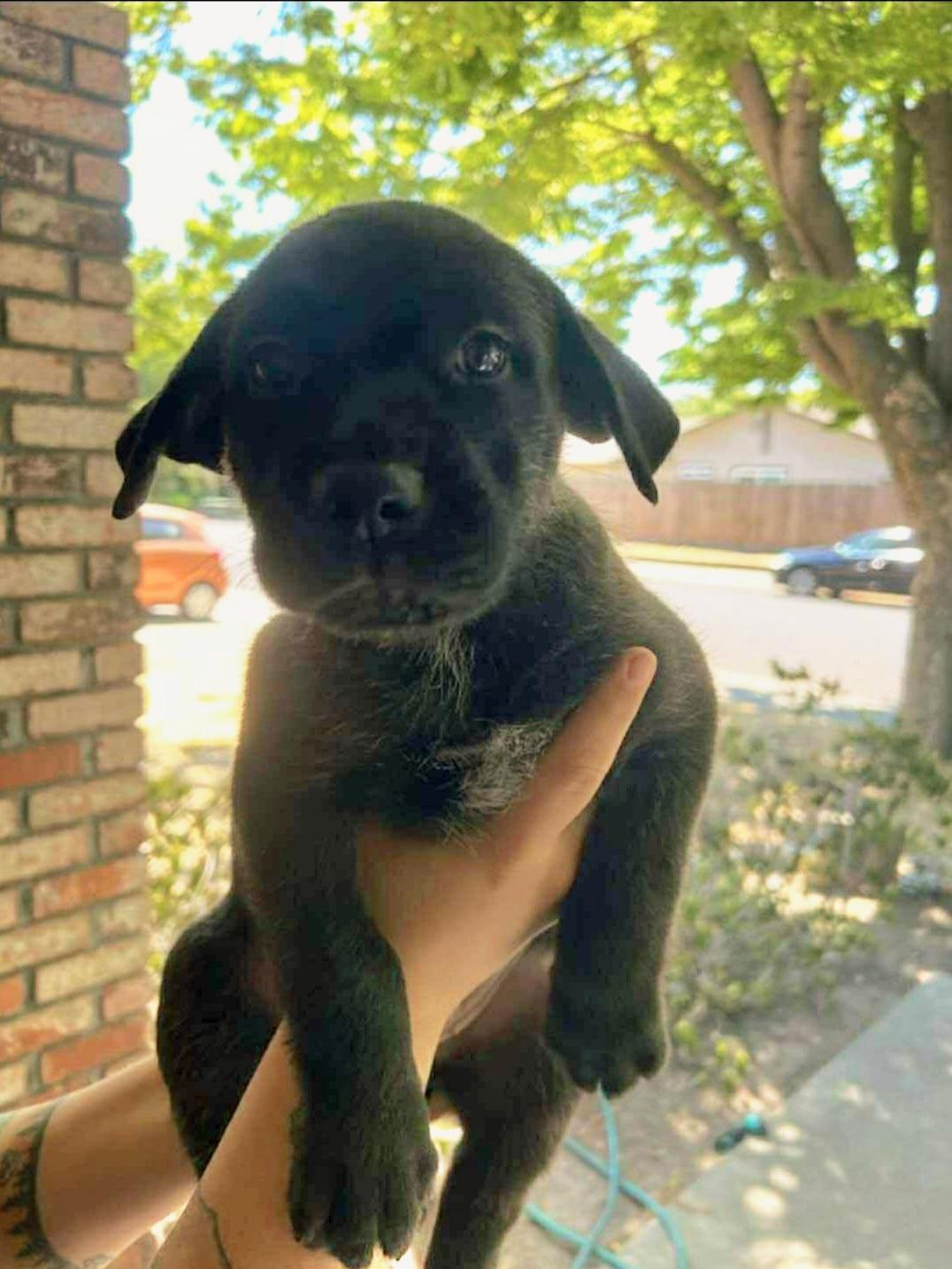 5 labrador mix puppies, a Adopted mixed breed in Stockton, CA image 1/5