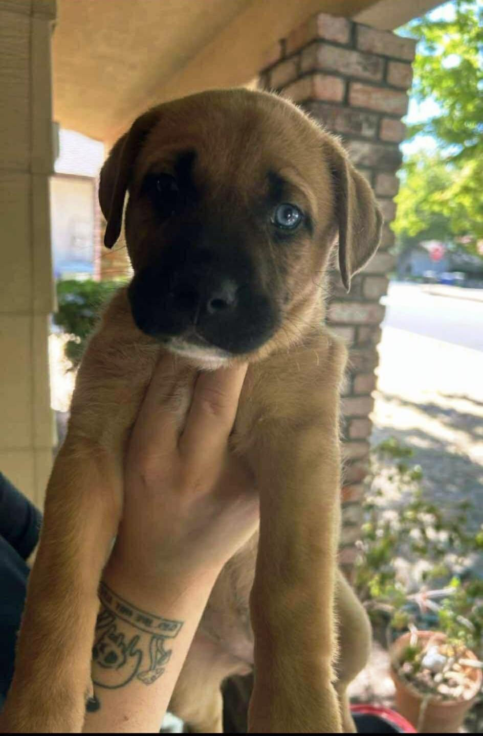 5 labrador mix puppies, a Adopted mixed breed in Stockton, CA image 2/5