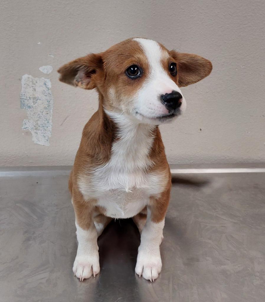 Border Collie Puppy 2(Harmony), Adoptable, Puppy Female Terrier.