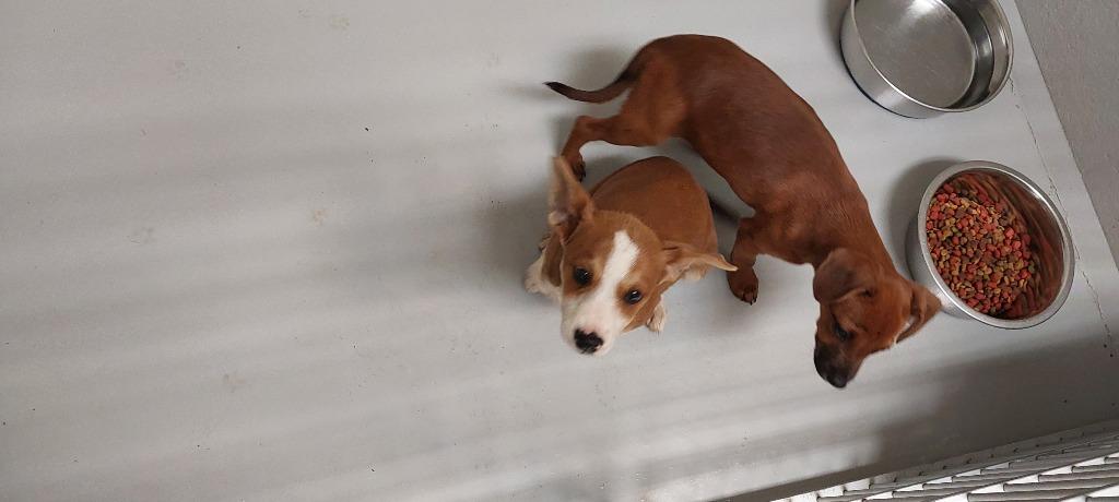 Enlarge Border Collie Puppy 2(Harmony), a Adoptable mixed breed in Mocksville, NC image 2/3