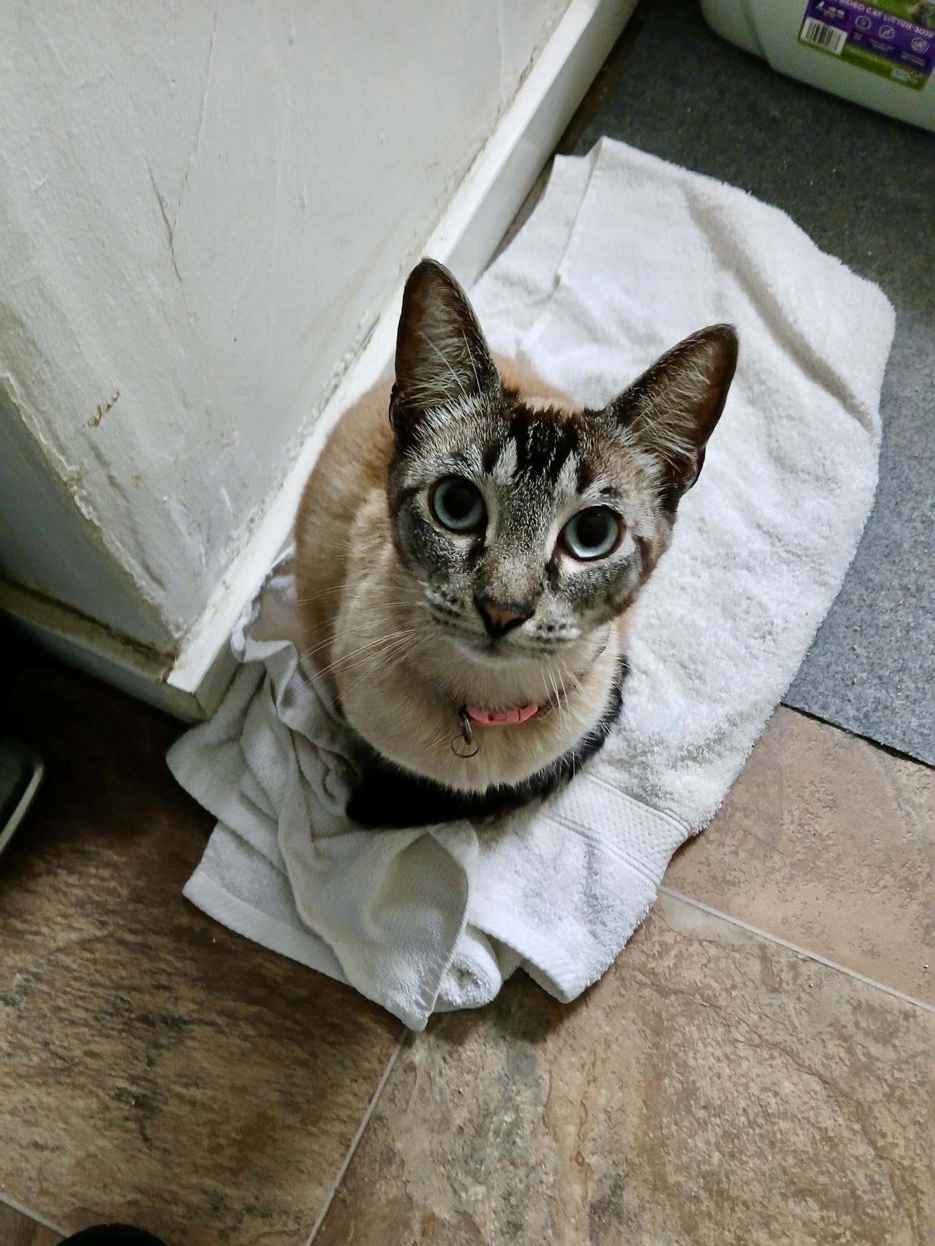 Luca (confident / social / affectionate), ADOPTABLE, Adult Male Siamese & Domestic Short Hair.